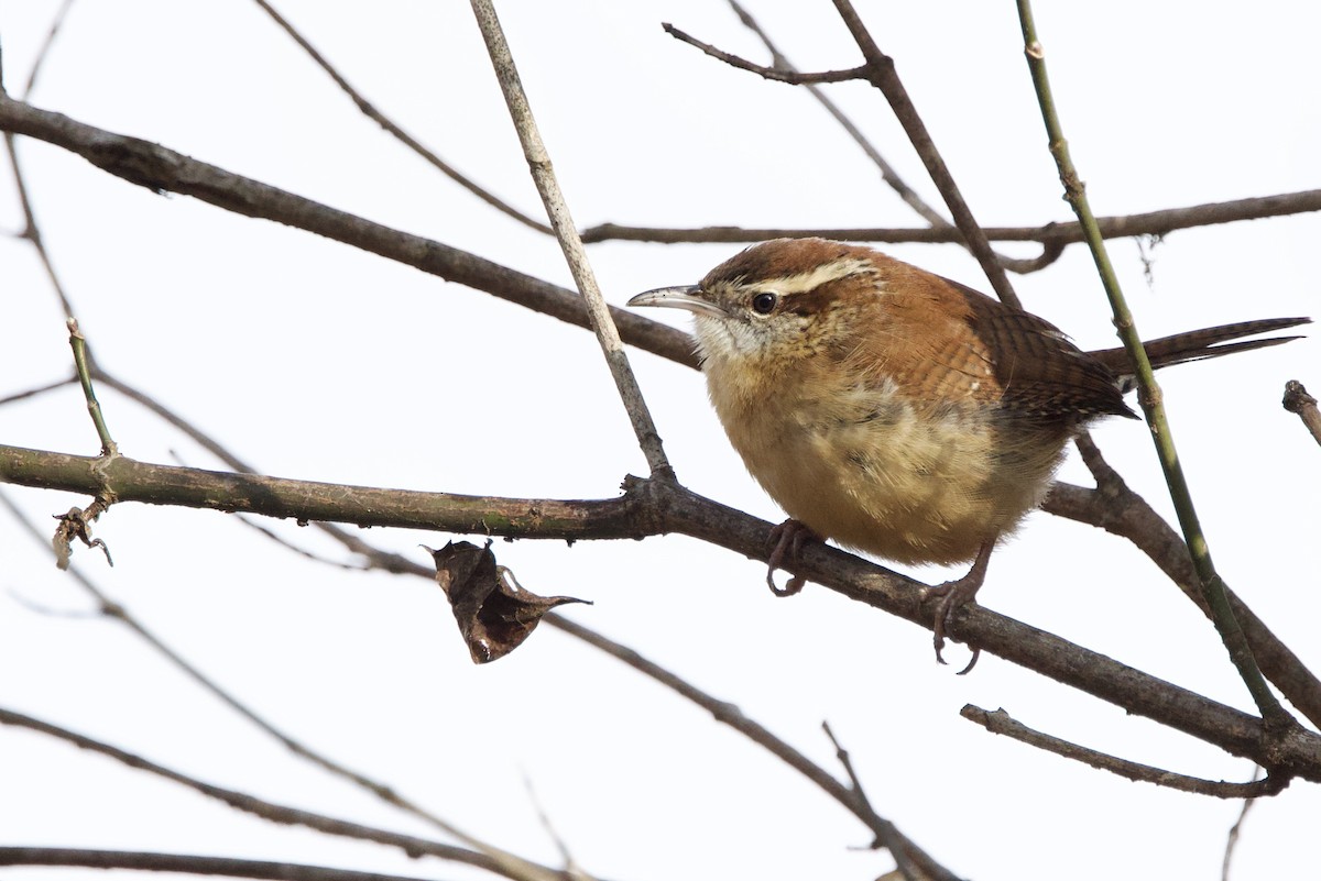 Carolina Wren - ML646474438