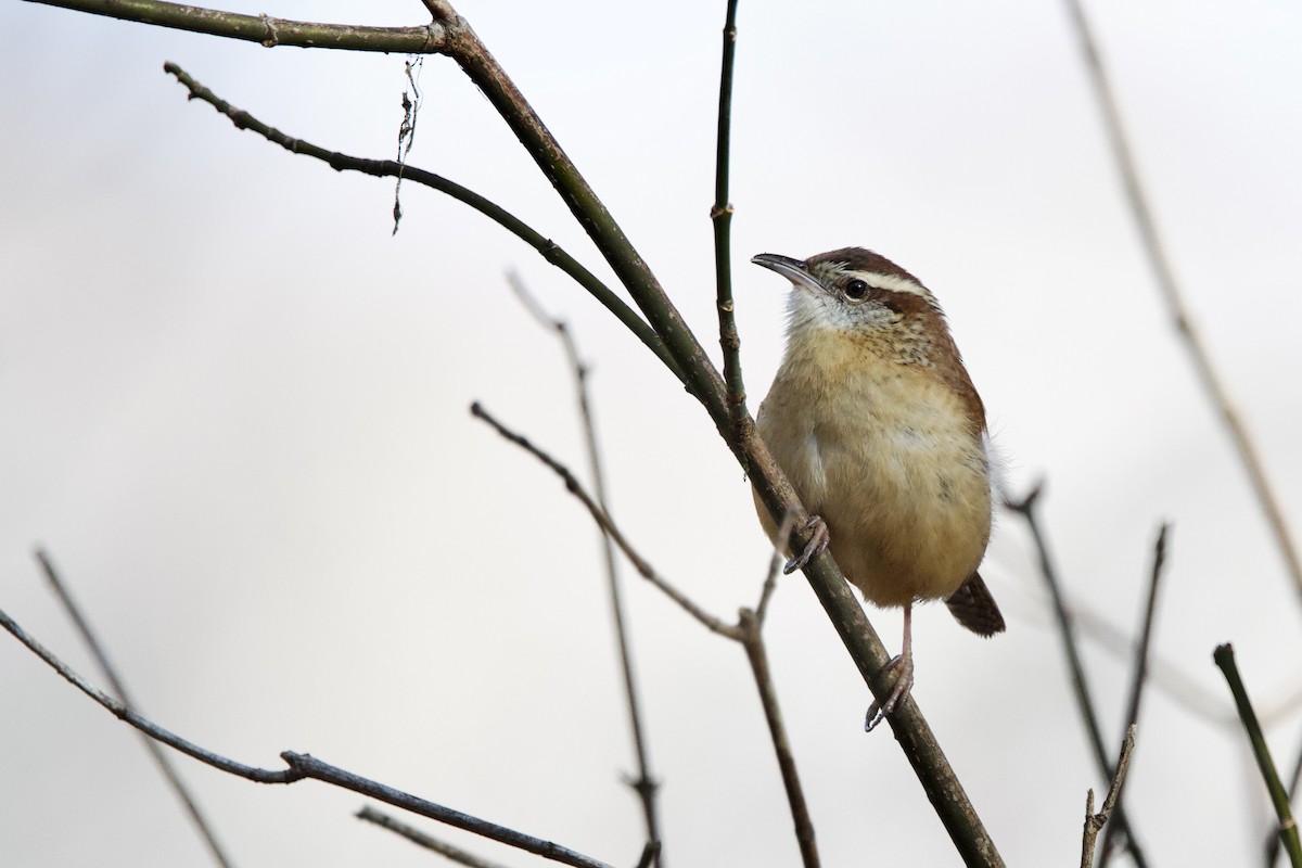 Carolina Wren - ML646474439
