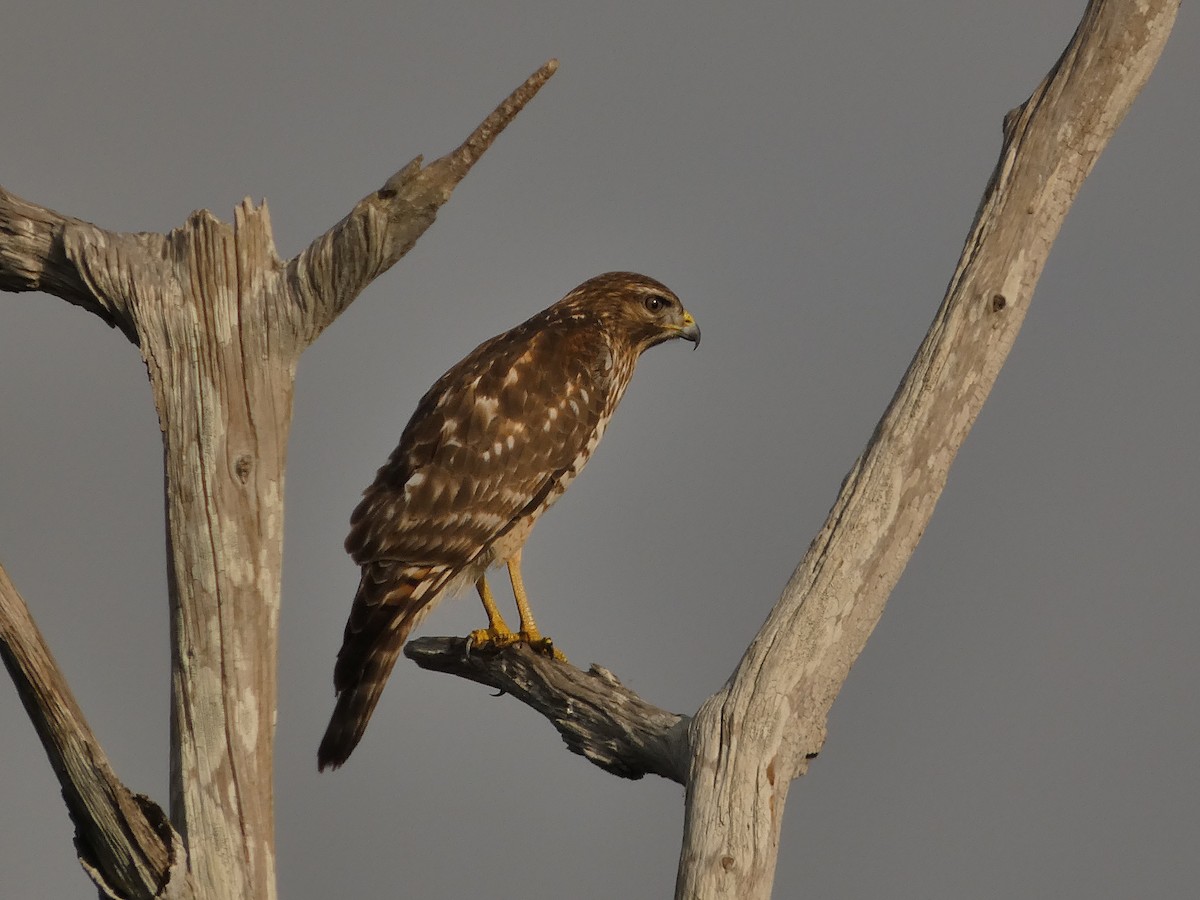 káně páskovaná - ML646474442