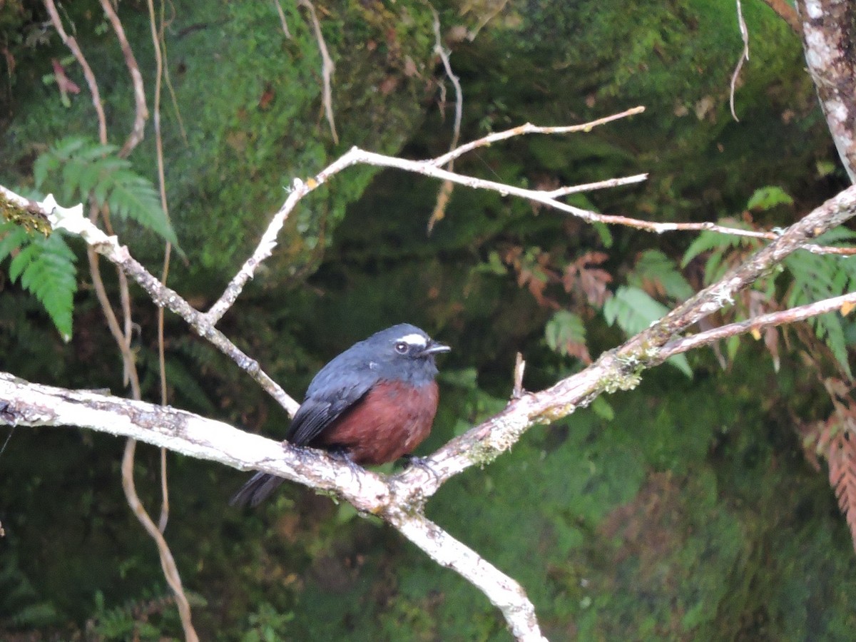 Pitajo à ventre brun - ML646474444