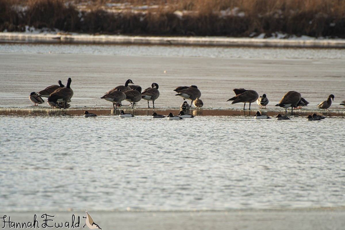 Common Goldeneye - ML646474445