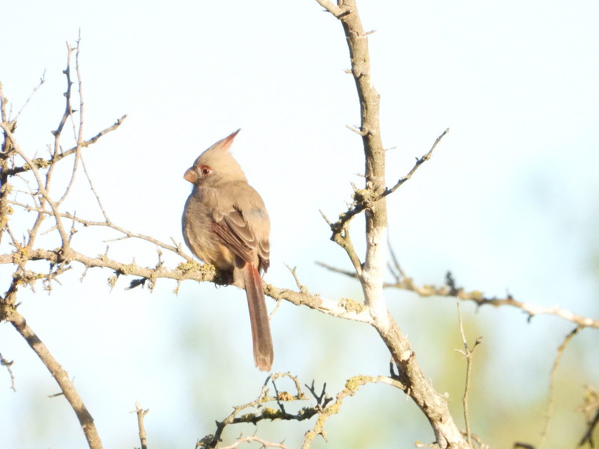 Pyrrhuloxia - ML646474446