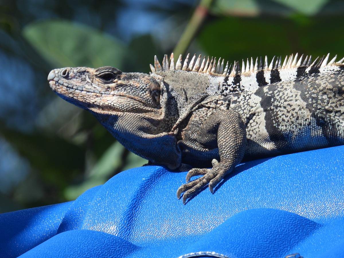 Animals - ML646474450