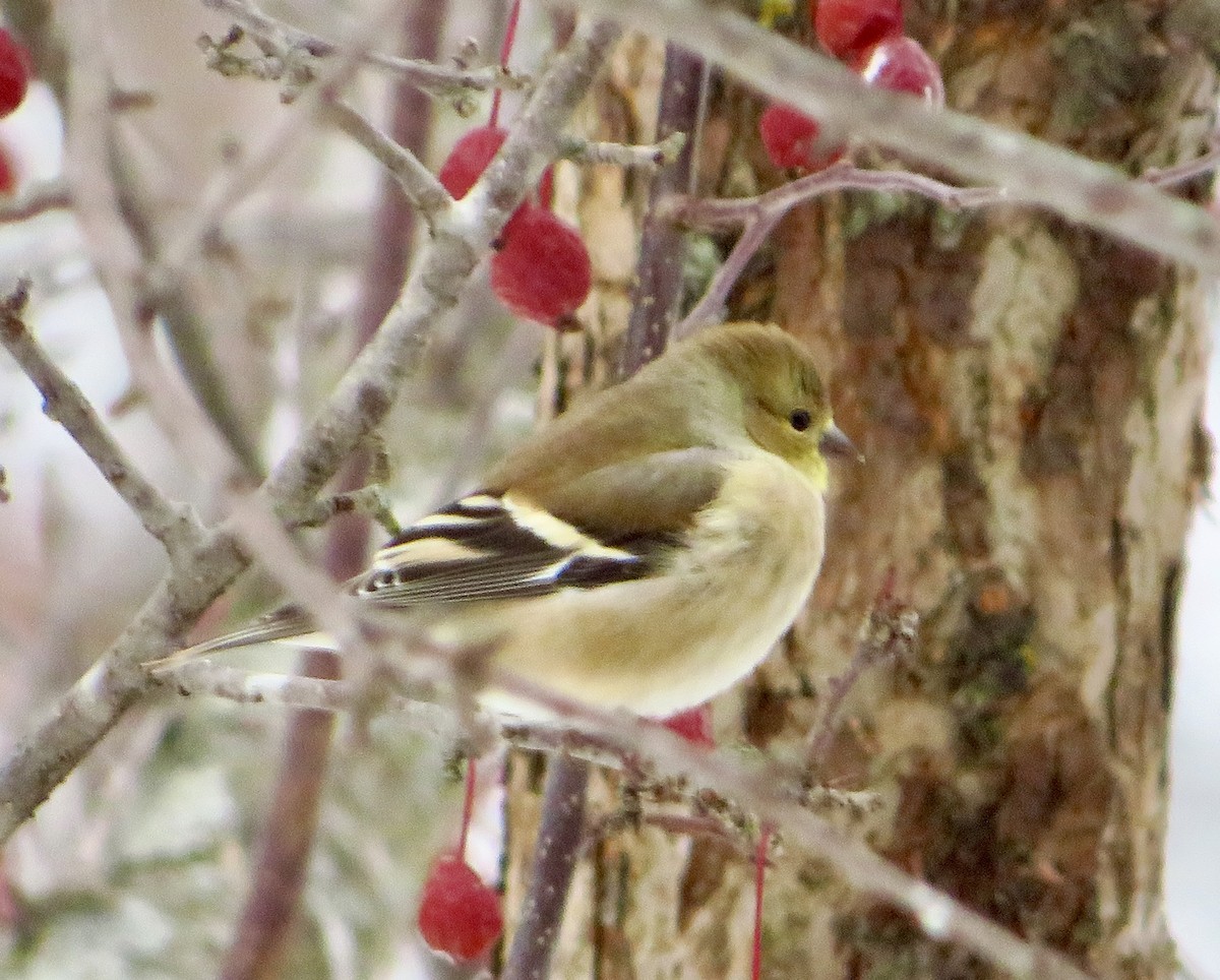 American Goldfinch - ML646474451