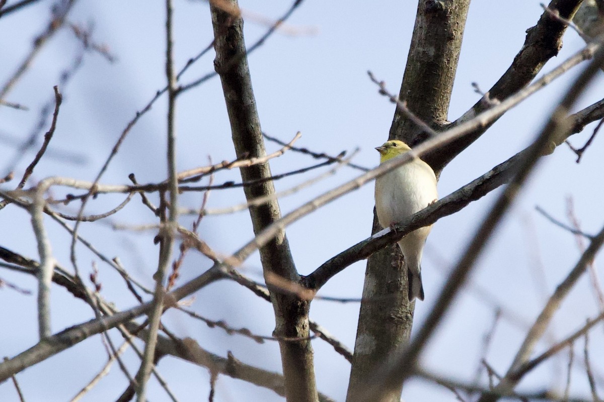 American Goldfinch - ML646474452