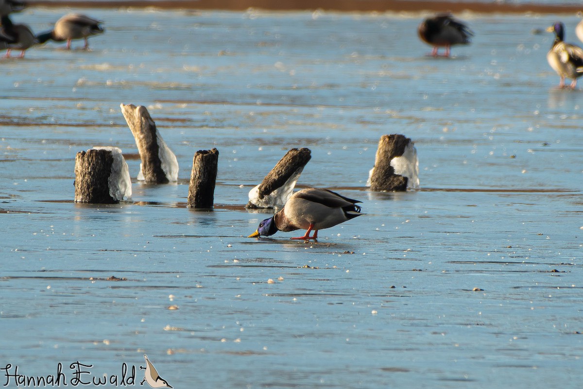 Mallard - ML646474453