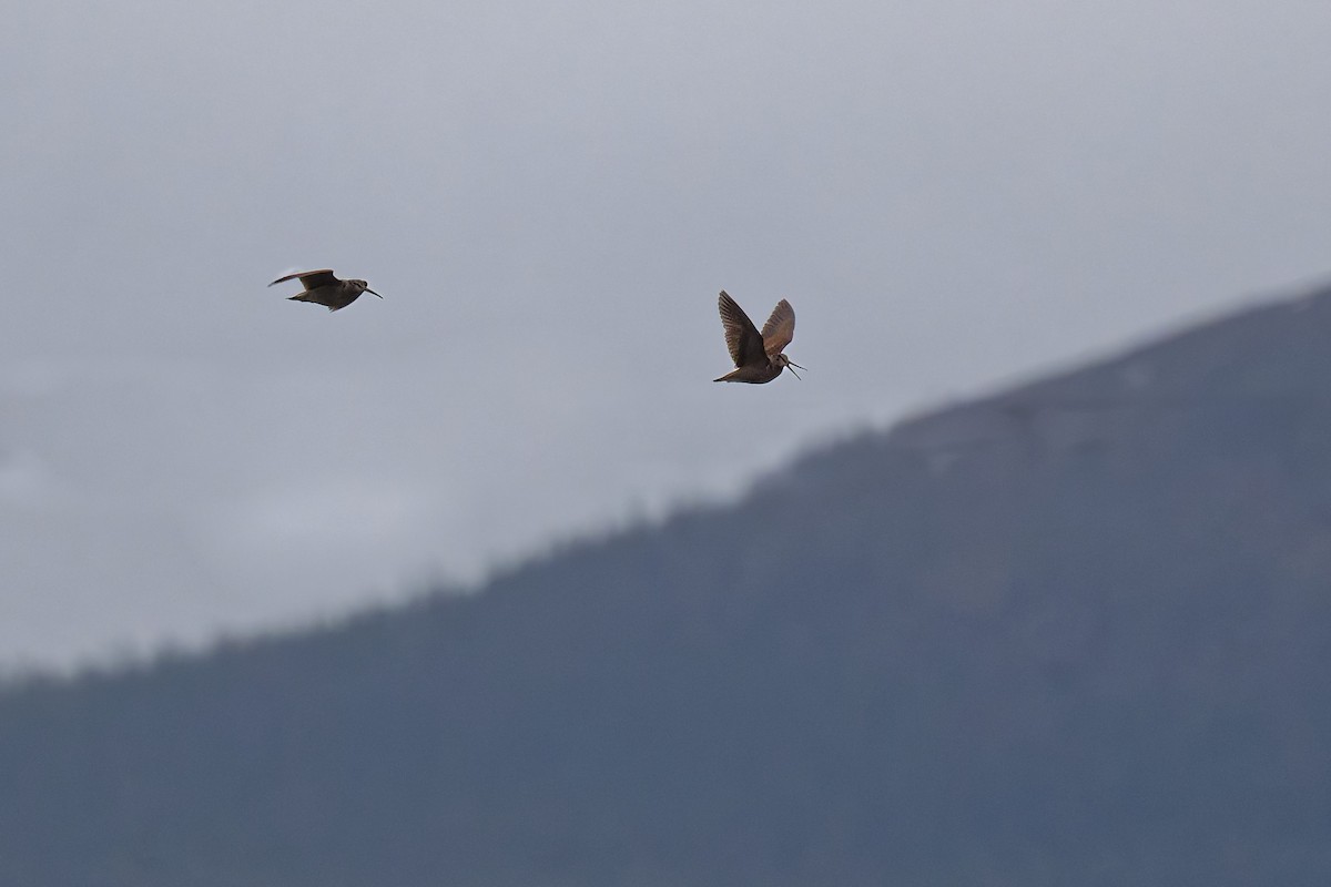 Oilagor eurasiarra - ML646474454