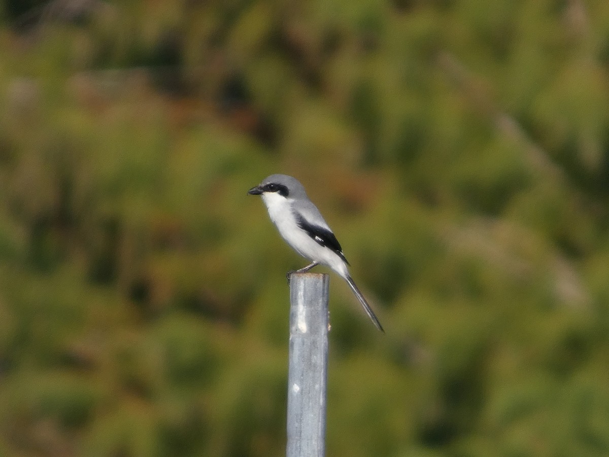 ťuhýk americký - ML646474456