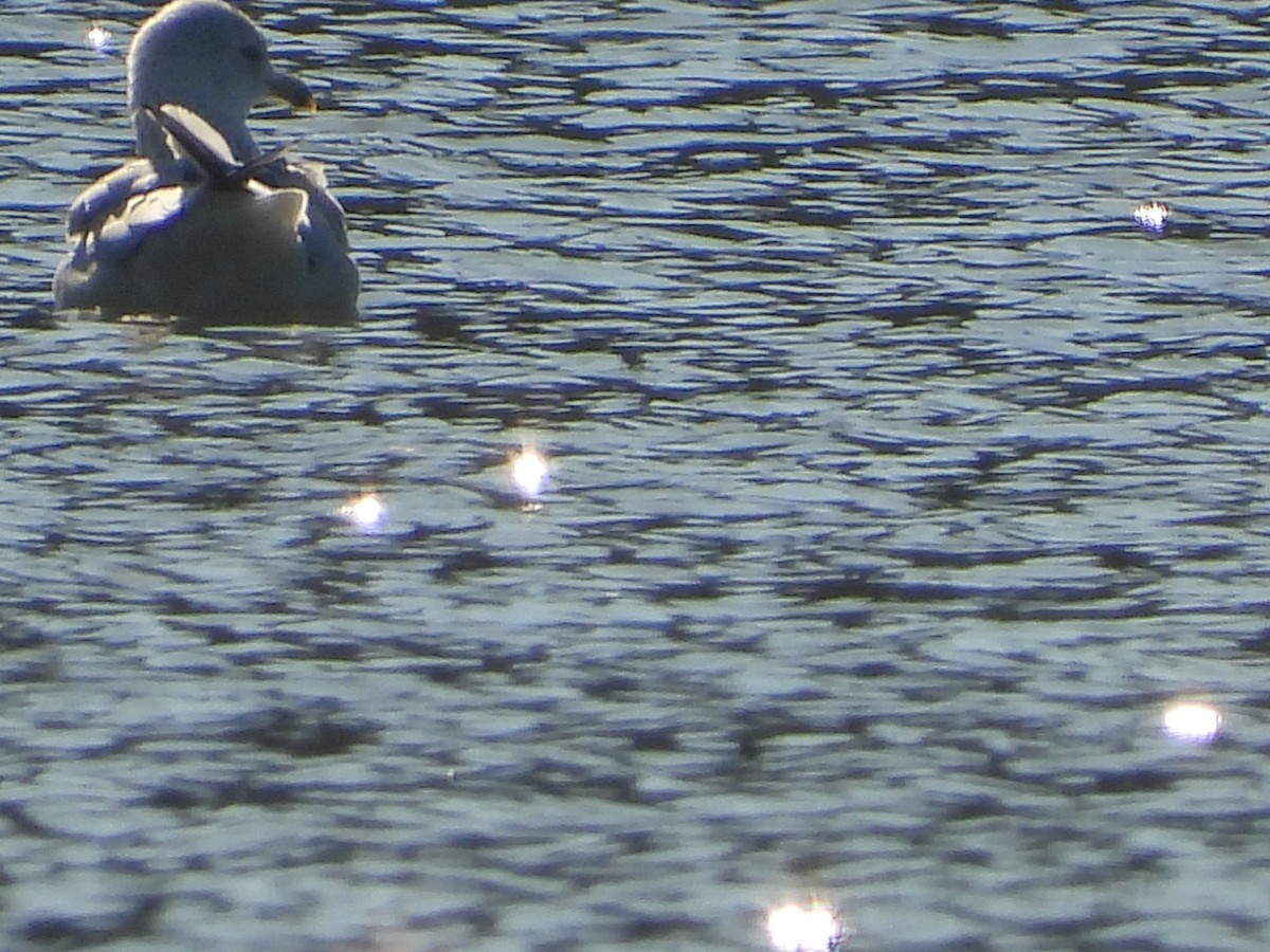 Ring-billed Gull - ML646474458