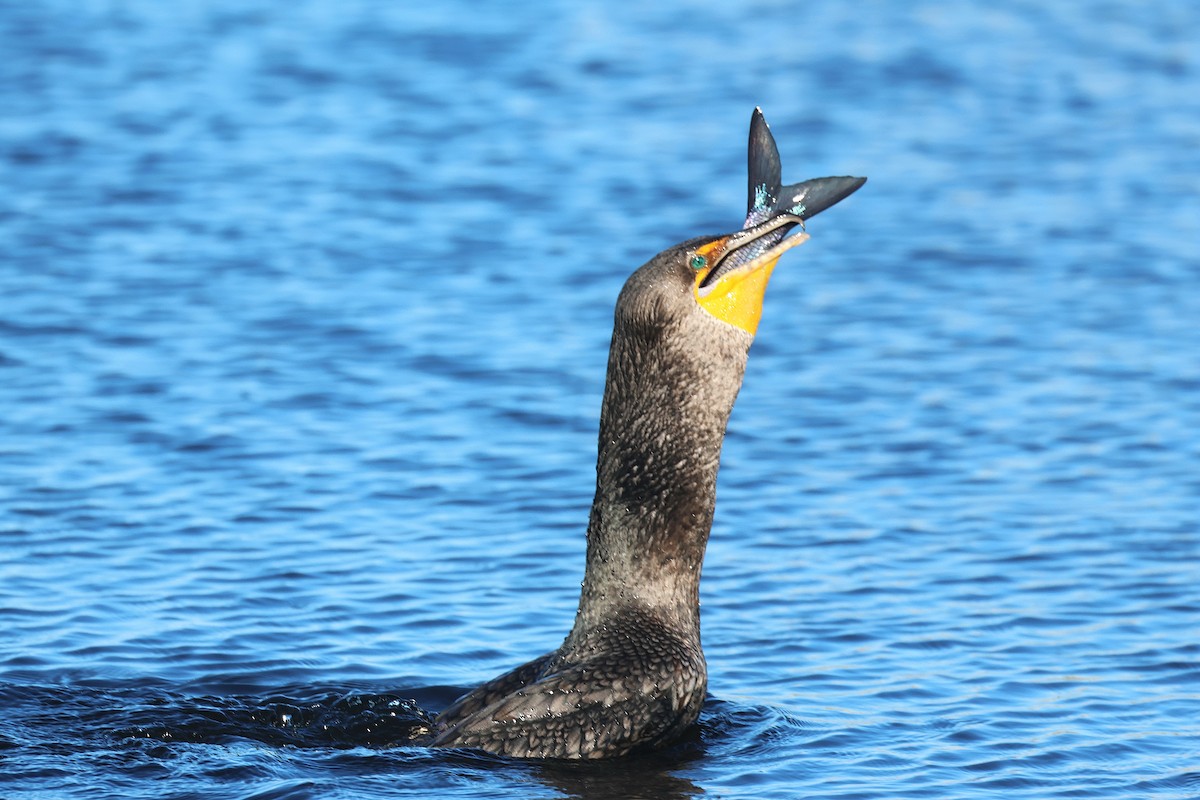 Double-crested Cormorant - ML646474464
