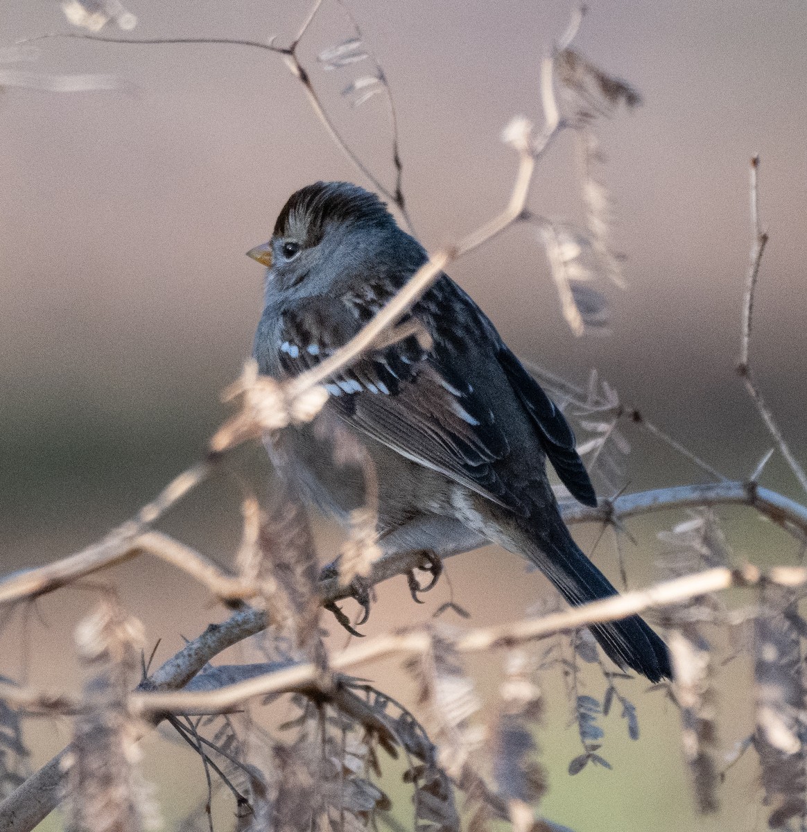 White-crowned Sparrow - ML646474465