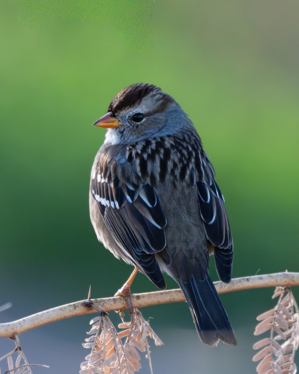 White-crowned Sparrow - ML646474467