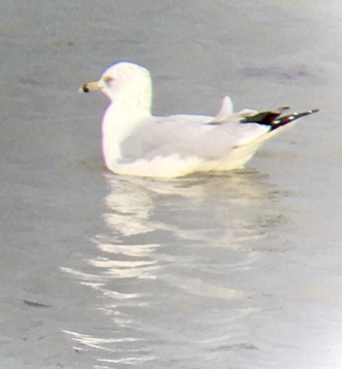 ringnebbmåke - ML646474472