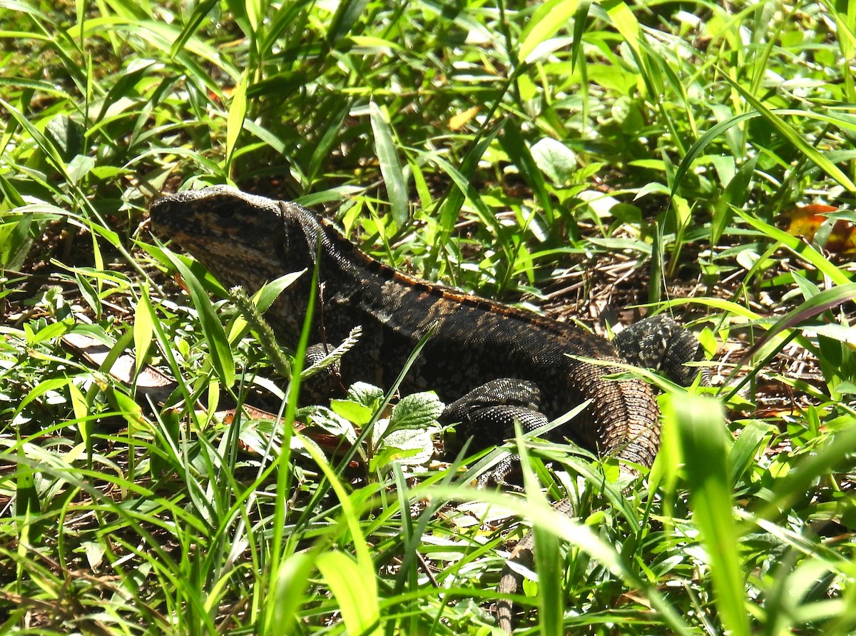 Animals - ML646474473