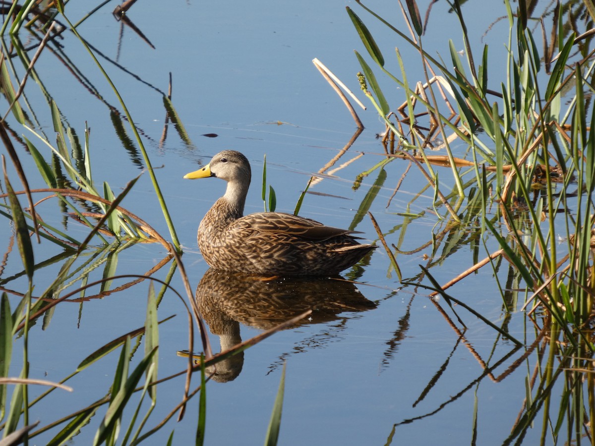 kachna pobřežní - ML646474475