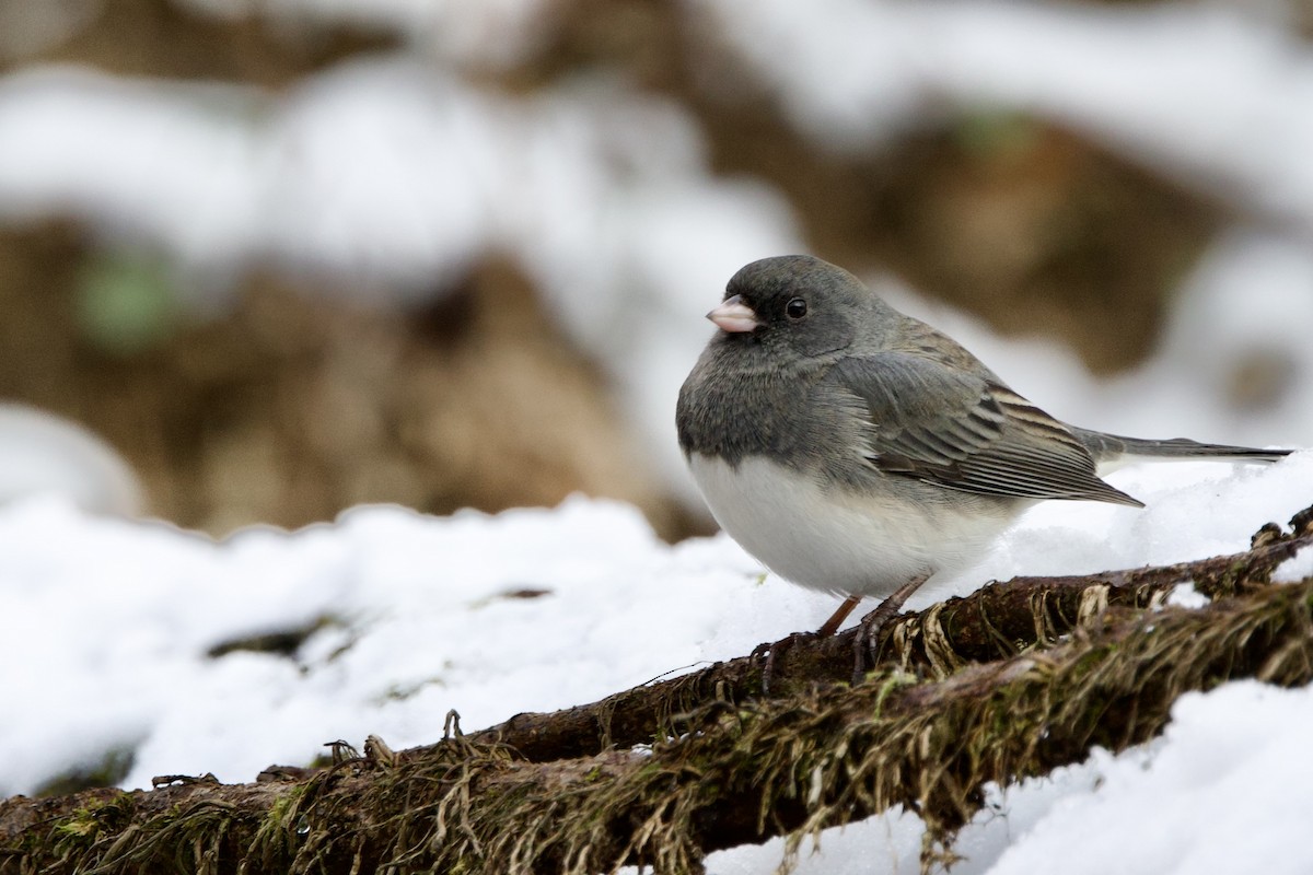 Dark-eyed Junco (Slate-colored) - ML646474476