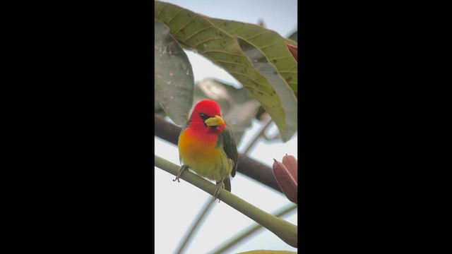 vousák andský - ML646474477