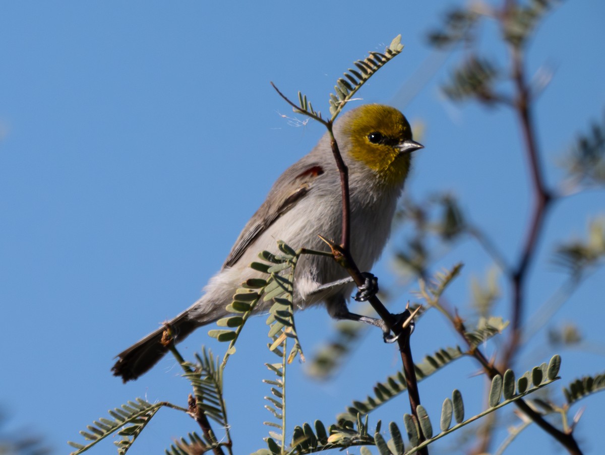 Verdin - ML646474478