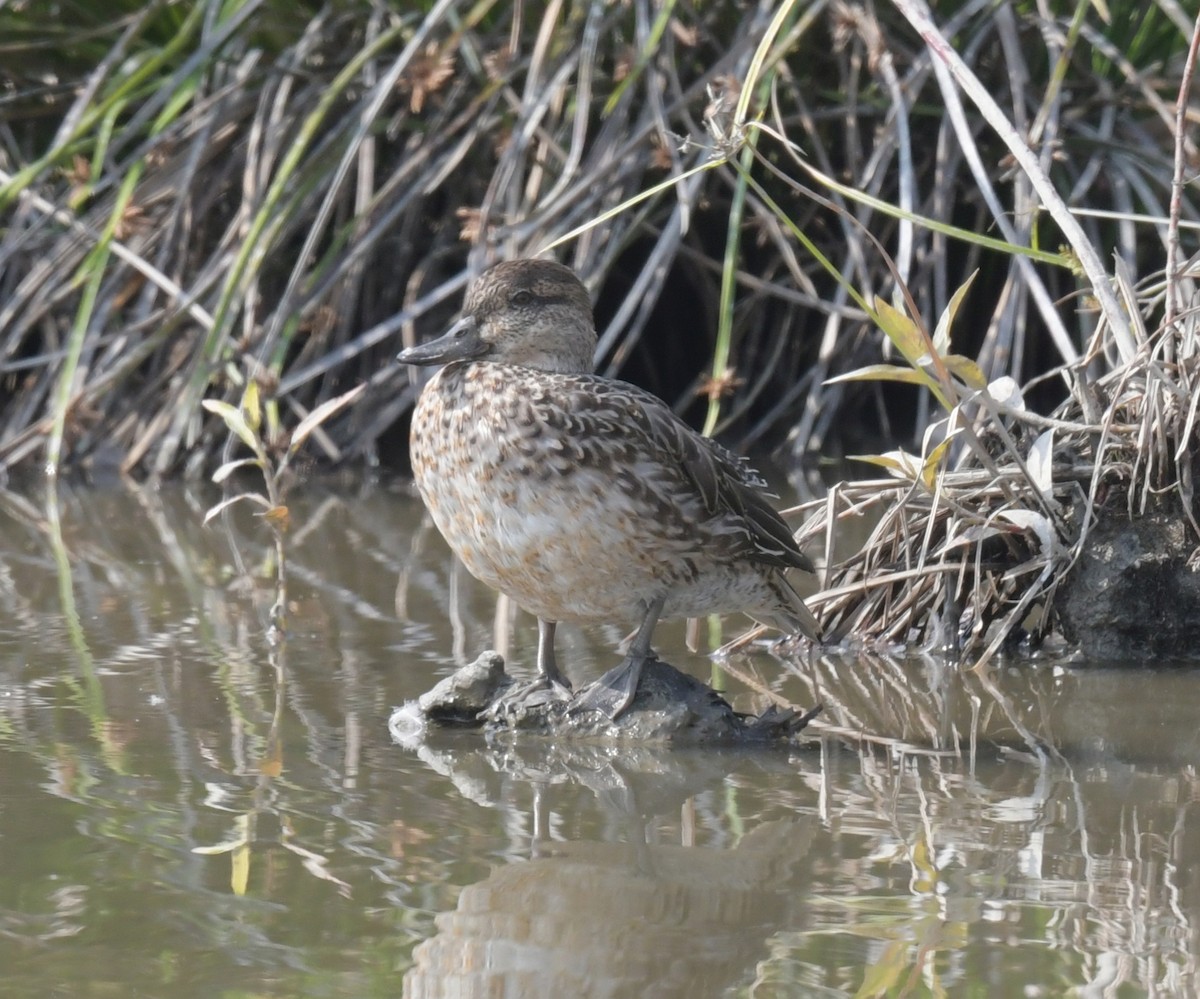 Green-winged Teal - ML646474482