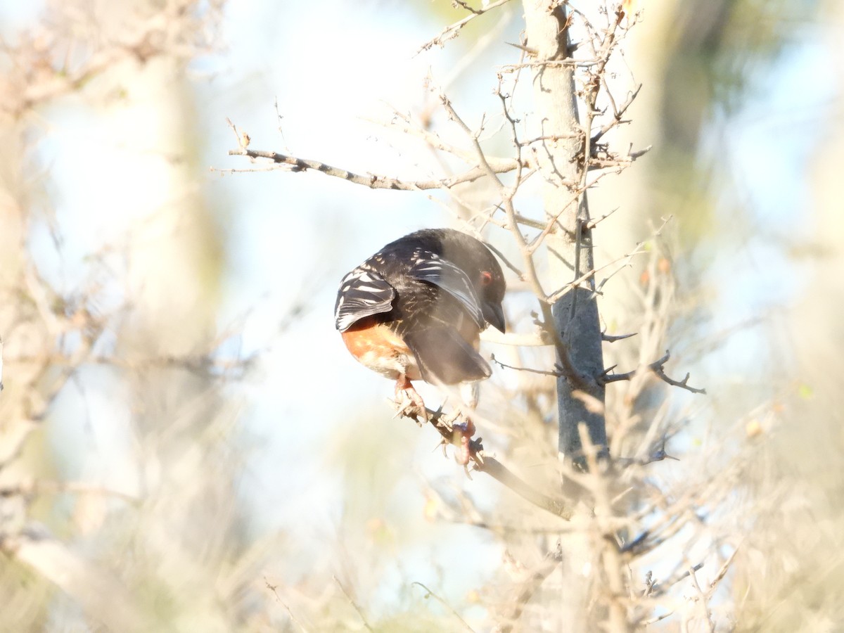 Spotted Towhee - ML646474485
