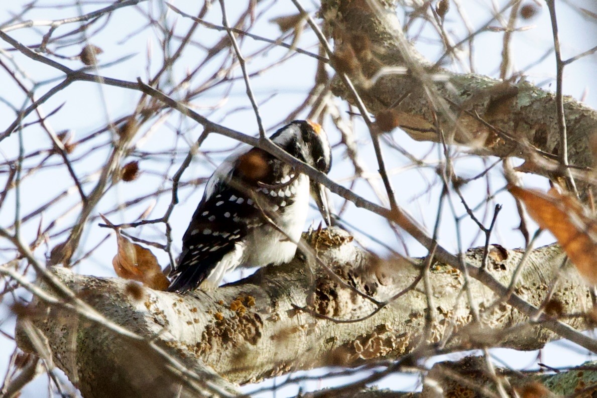 Hairy Woodpecker (Eastern) - ML646474487