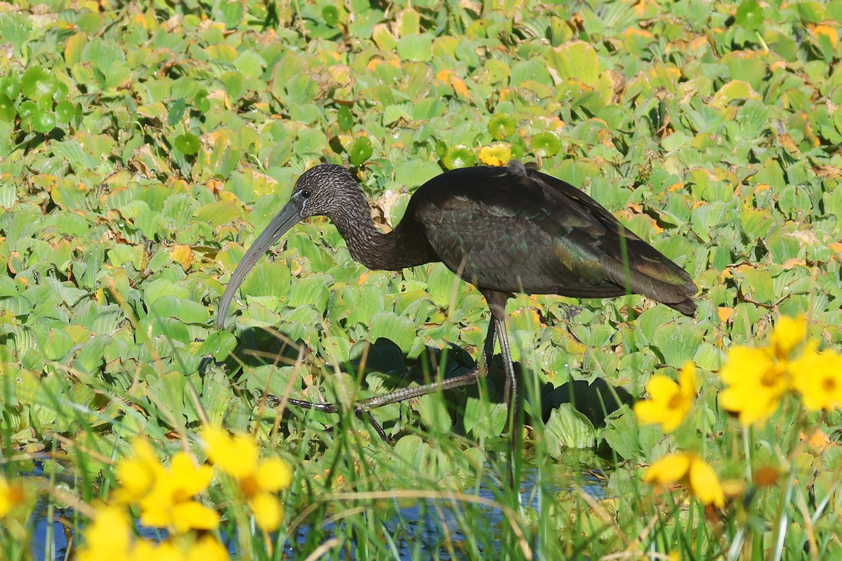 Glossy Ibis - ML646474489