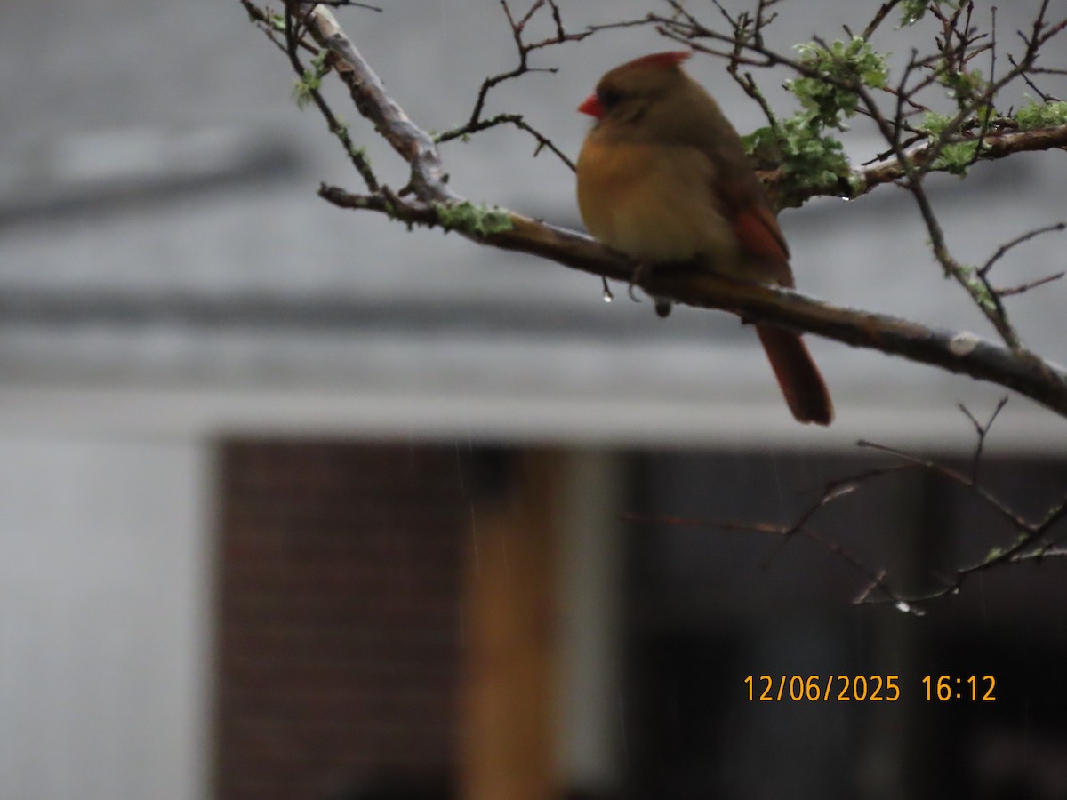 Northern Cardinal - ML646474490
