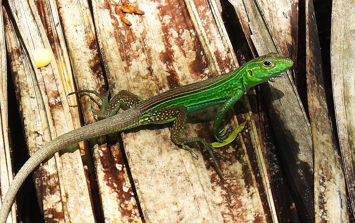 Animals - ML646474492