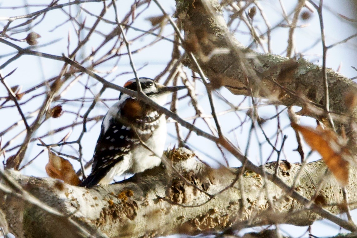 Hairy Woodpecker (Eastern) - ML646474493