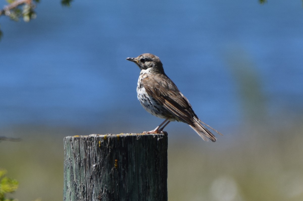 Birigarro arrunta - ML646474498