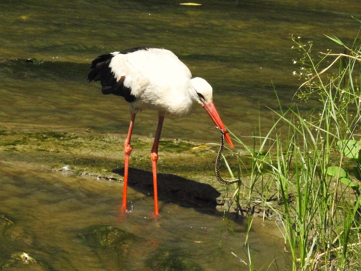 White Stork - ML646474501