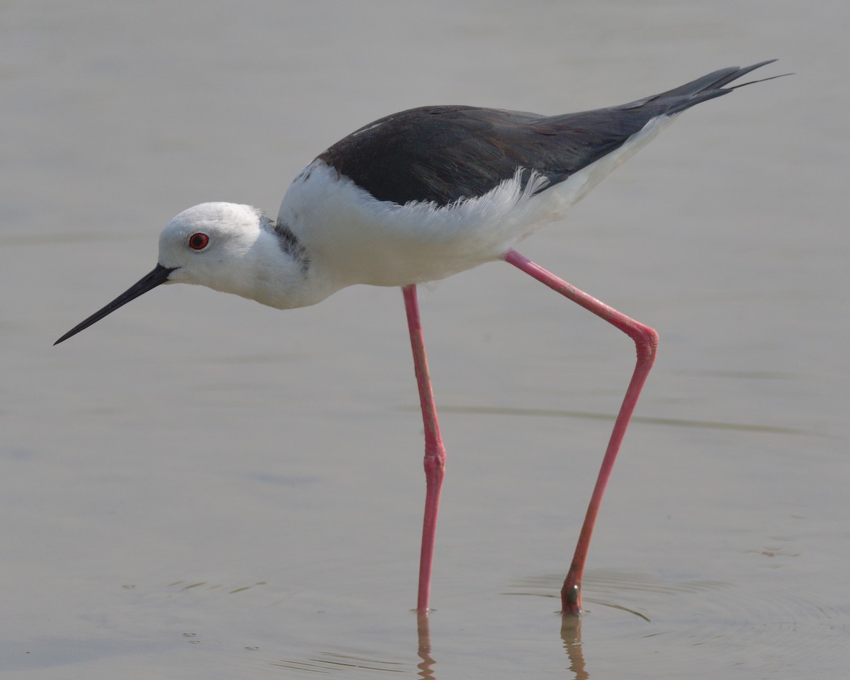 Black-winged Stilt - ML646474502