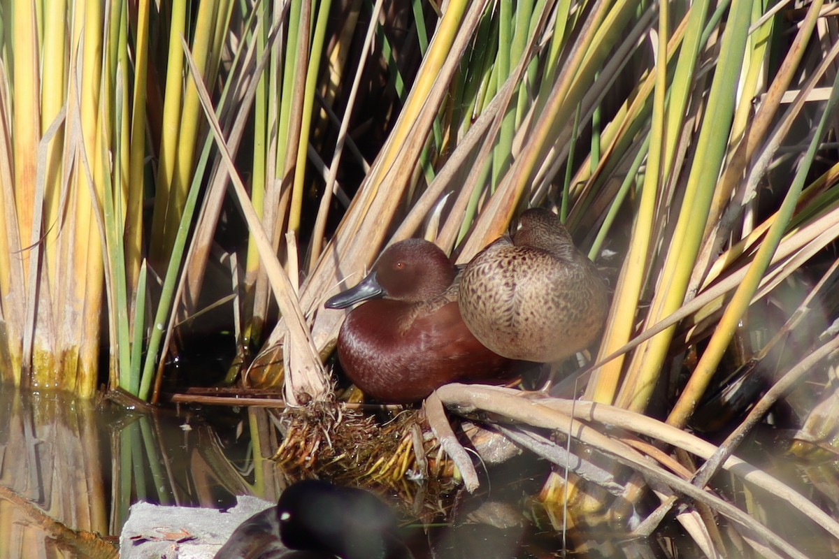 Cinnamon Teal - ML646474504