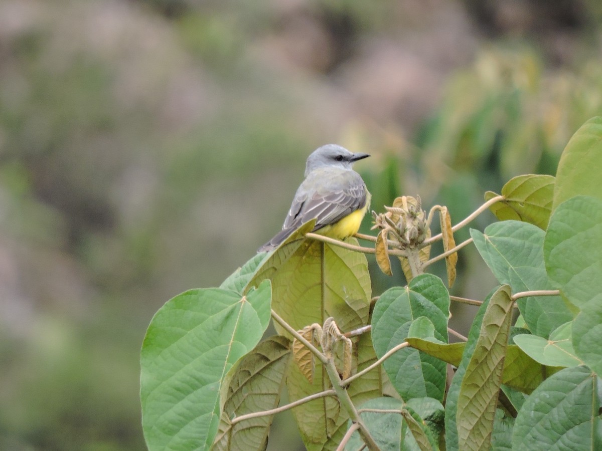 Tropical Kingbird - ML646474505