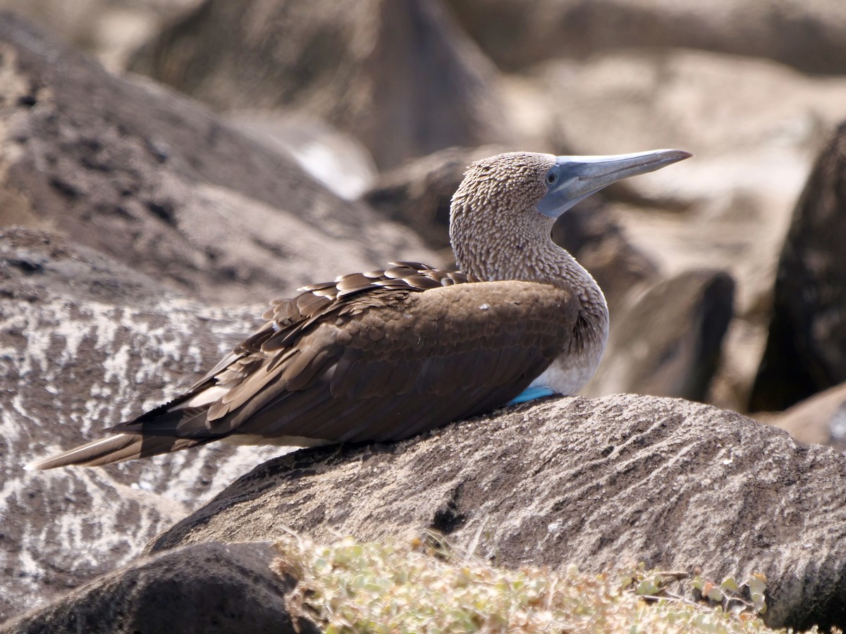 terej modronohý - ML646474506