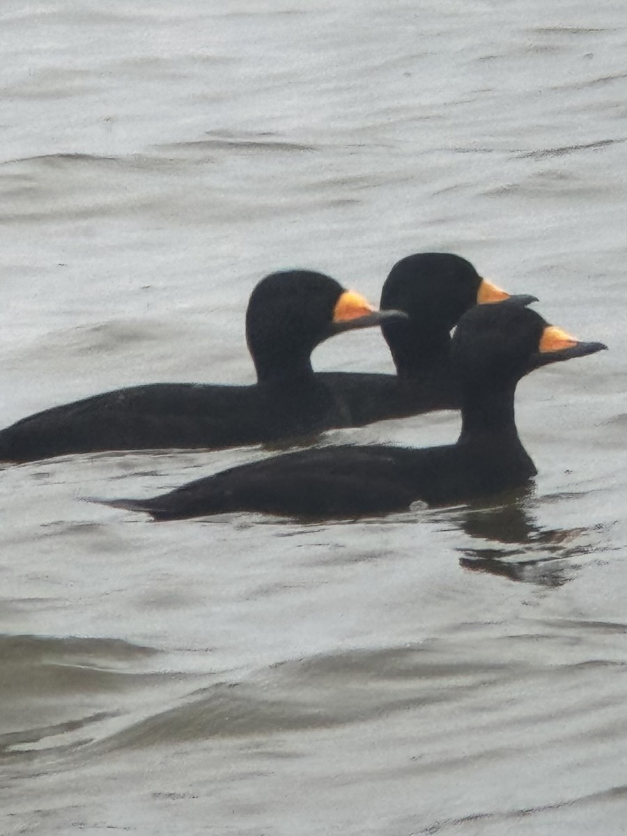 クロガモ - ML646474507