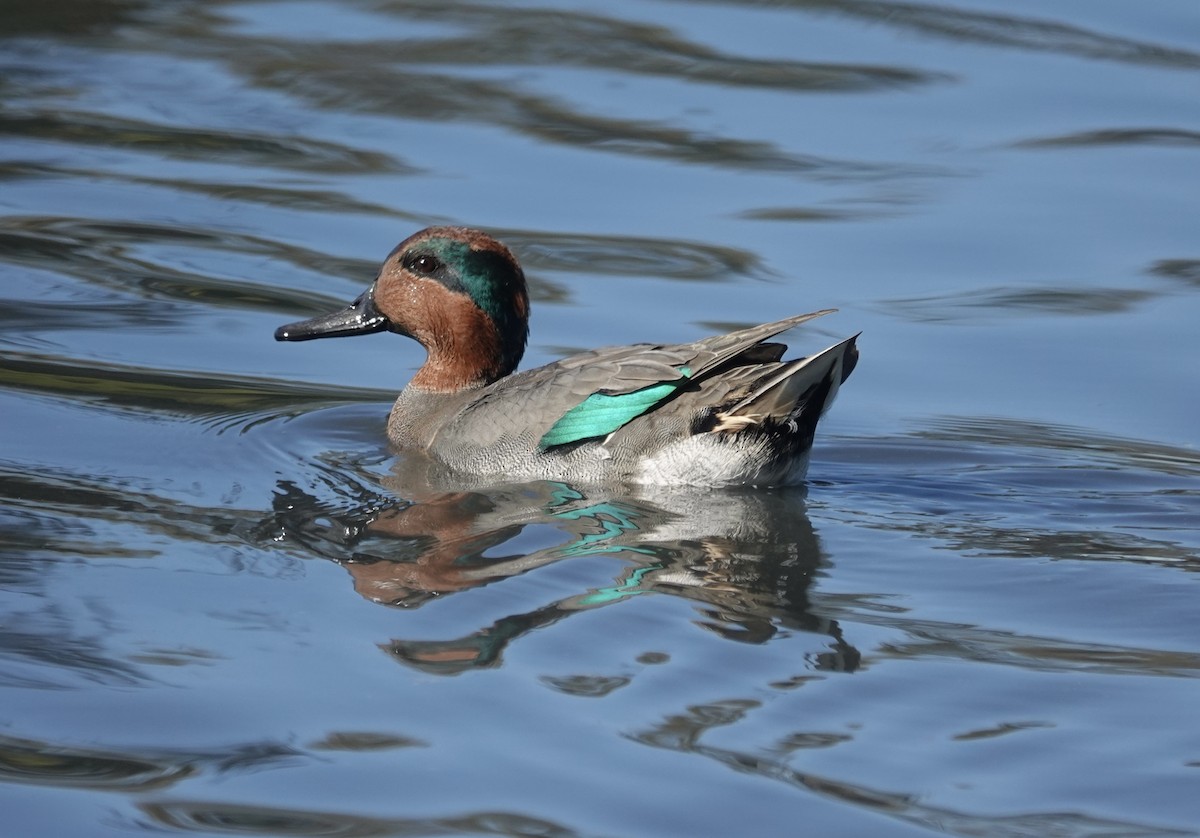 Alzavola - ML646474508