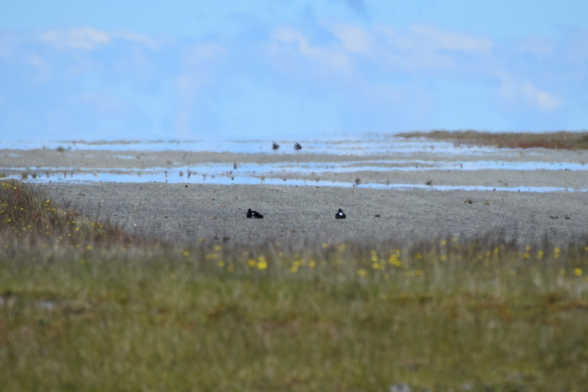 South Island Oystercatcher - ML646474510