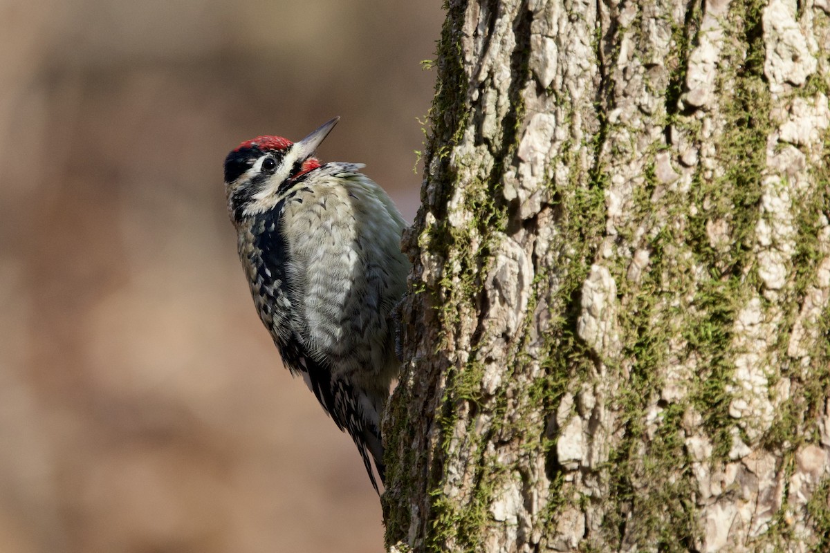 Yellow-bellied Sapsucker - ML646474517