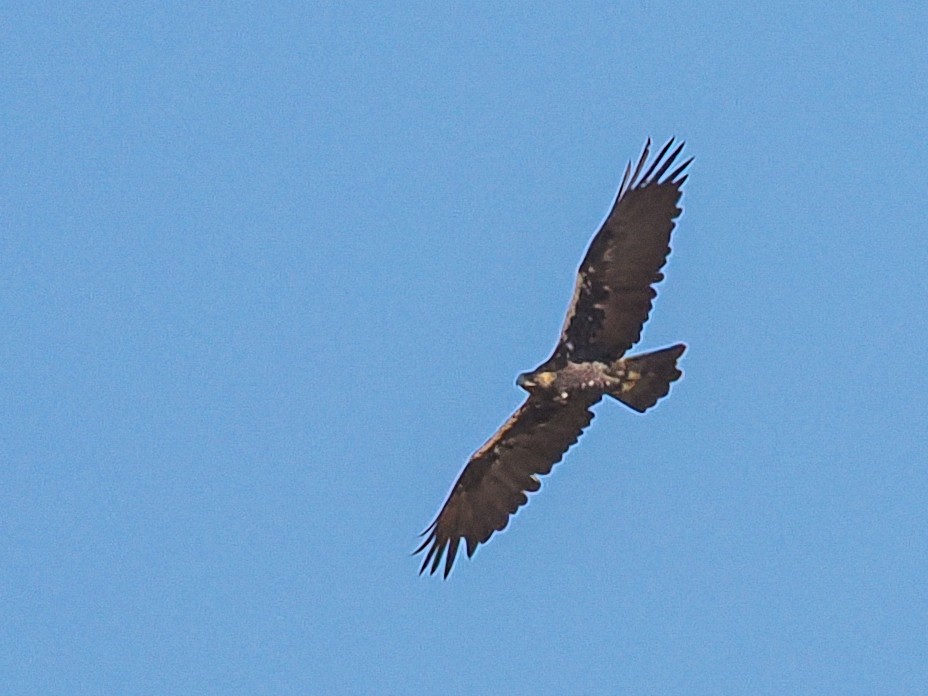 Spanish Eagle - ML646474518