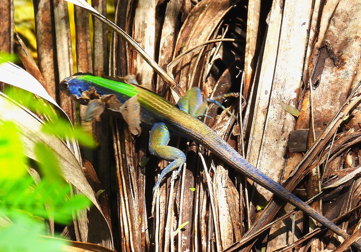 Animals - ML646474520