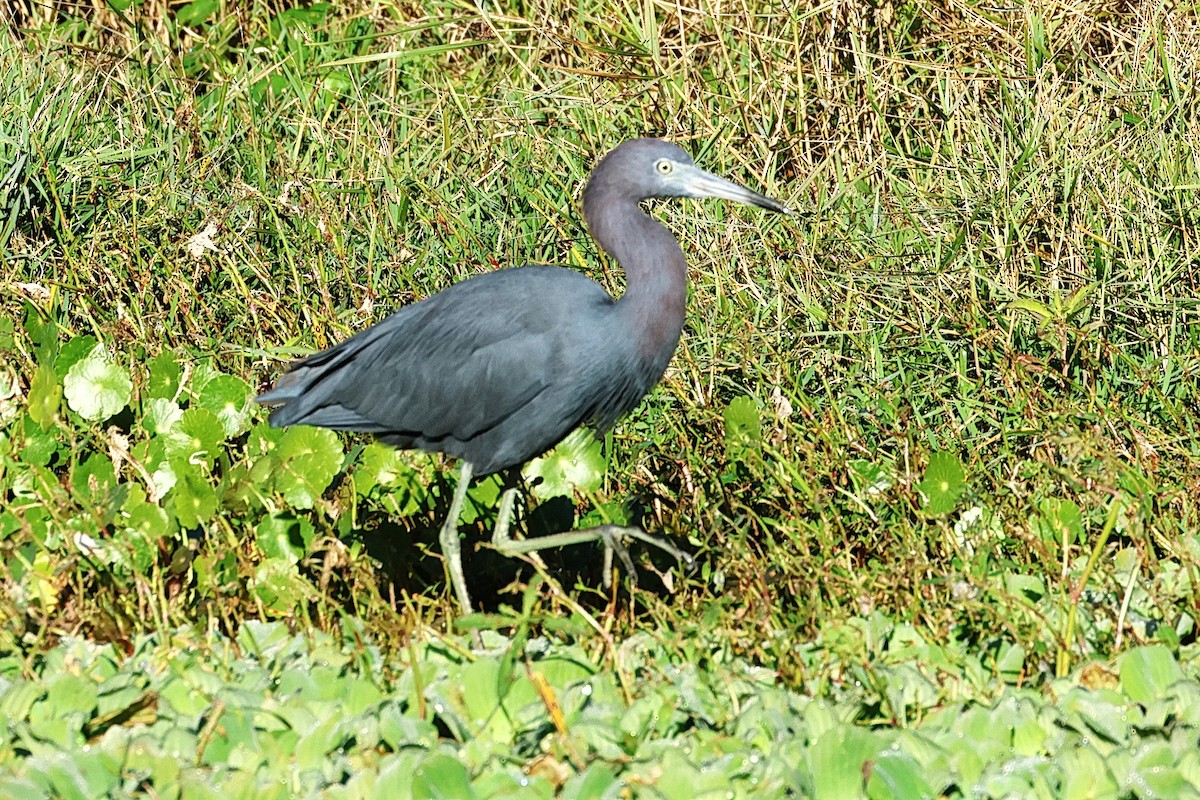 Little Blue Heron - ML646474521