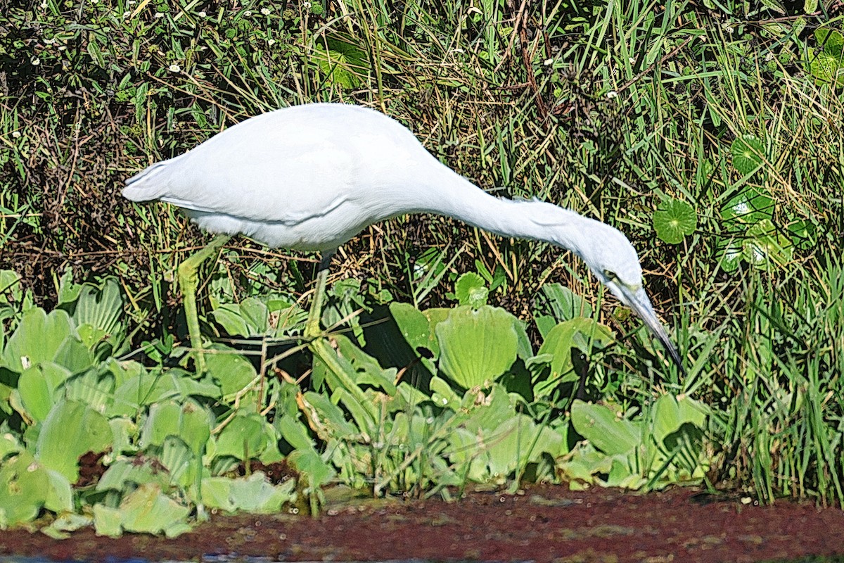 Little Blue Heron - ML646474523