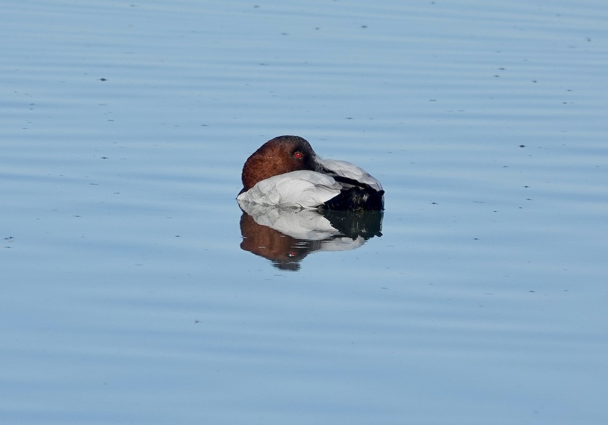 Canvasback - ML646474525