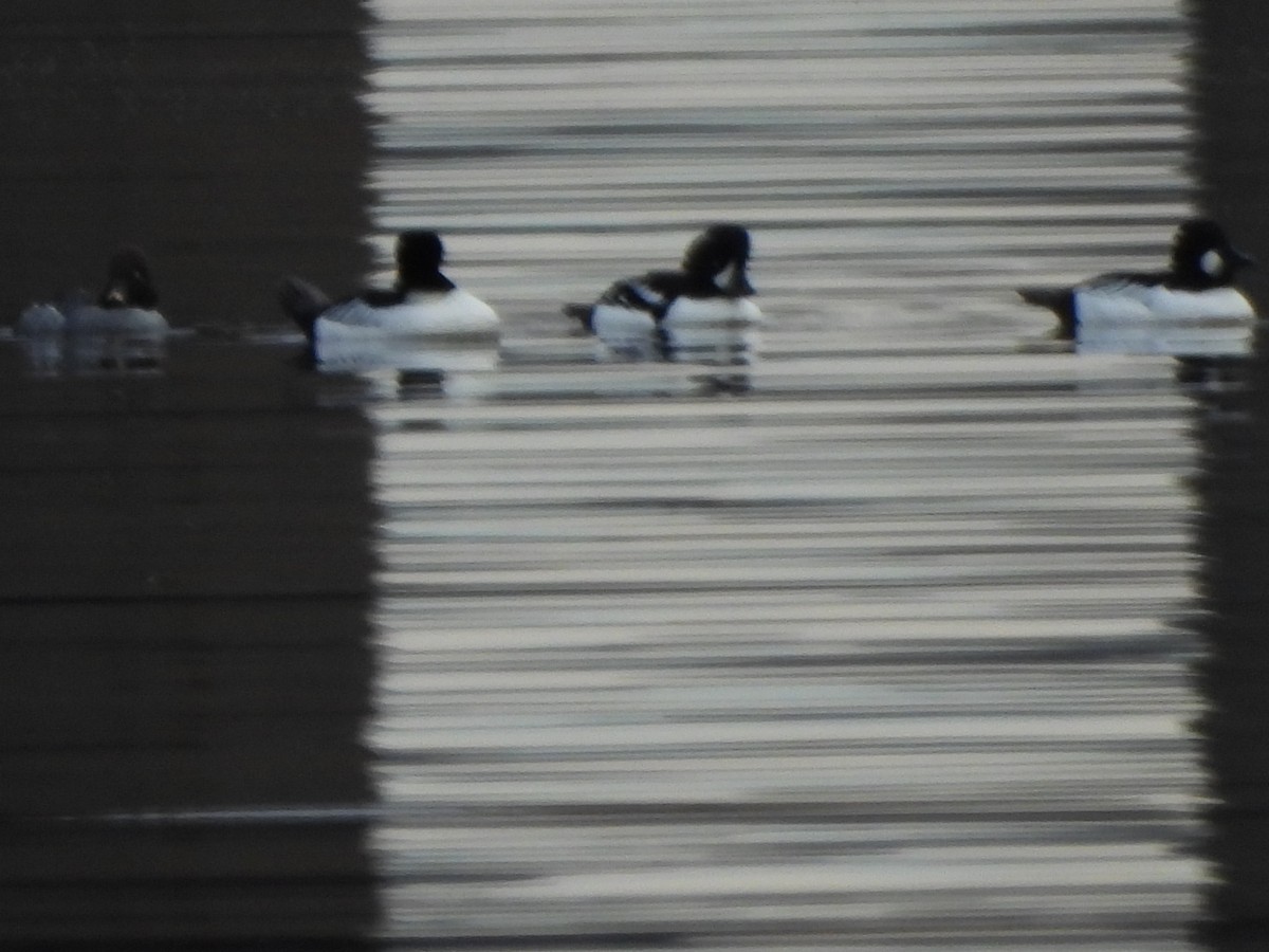 Barrow's Goldeneye - ML646474528