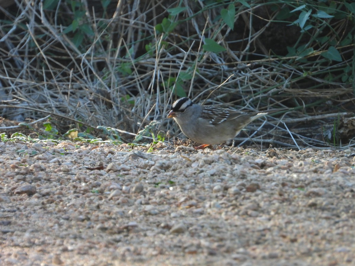 White-crowned Sparrow - ML646474531
