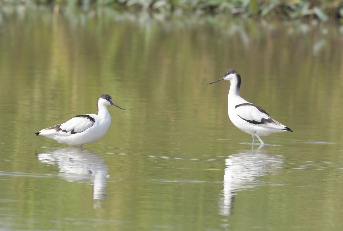 Pied Avocet - ML646474532