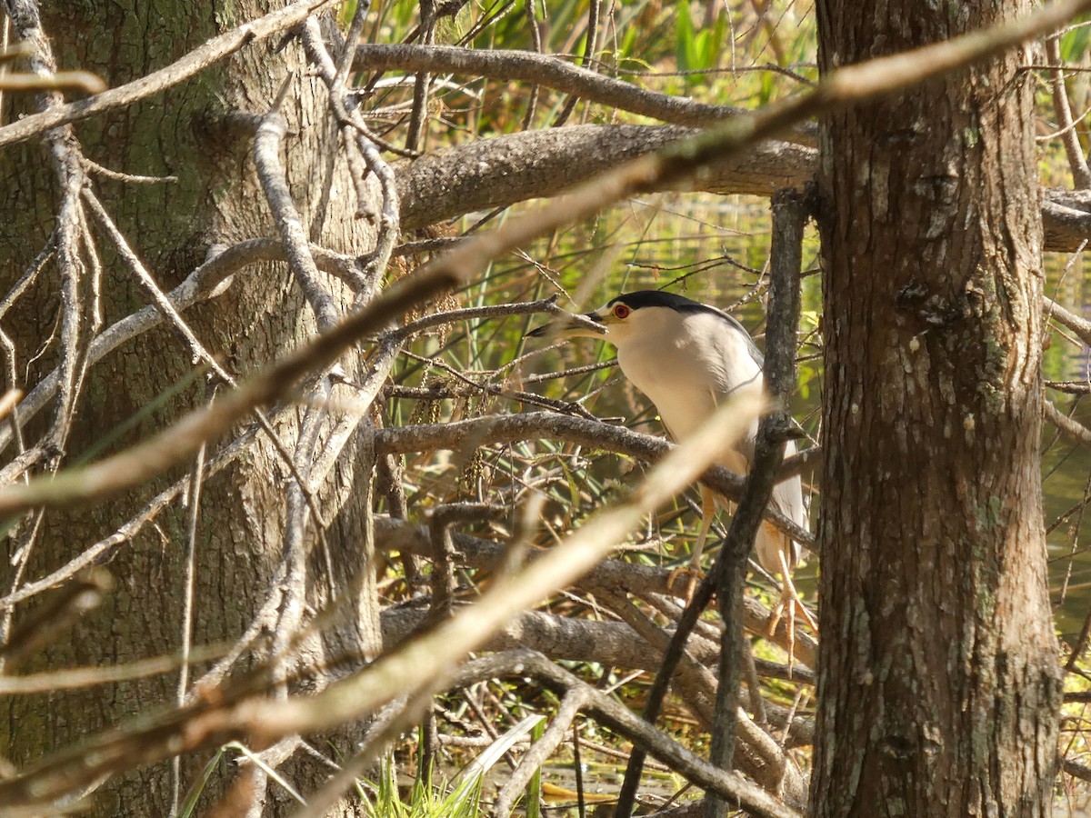 kvakoš noční - ML646474534