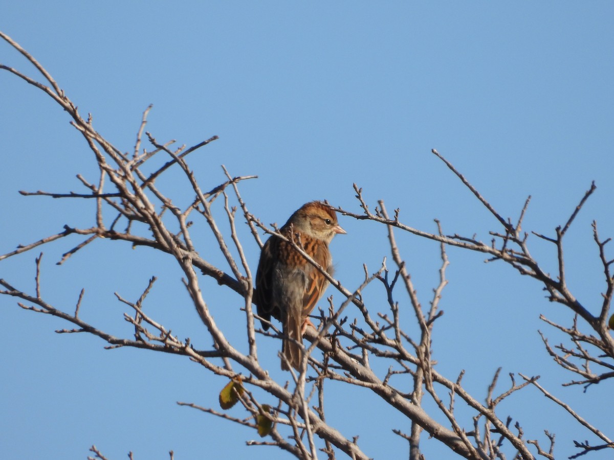 Chipping Sparrow - ML646474536