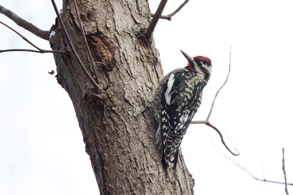 Yellow-bellied Sapsucker - ML646474538